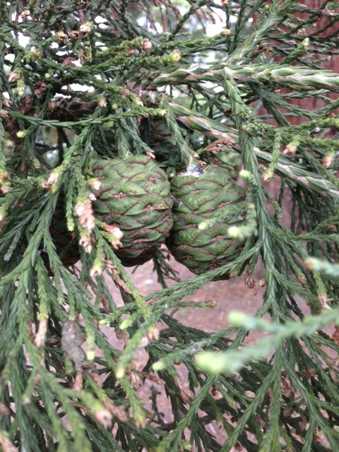 CAMjkb43 Pine cones.JPG