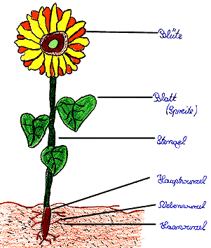 Nataschatreiber Pflanze1b.gif