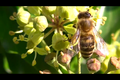 KretzLeonie Westliche Honigbiene (1).PNG