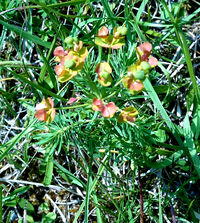 Euphorbia cyparissias  Zypressen-Wolfsmilch