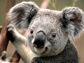 ReisdorfMelanie Koala.jpg