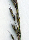 26b Süßgräser (Poaceae) Glatthafer.jpg