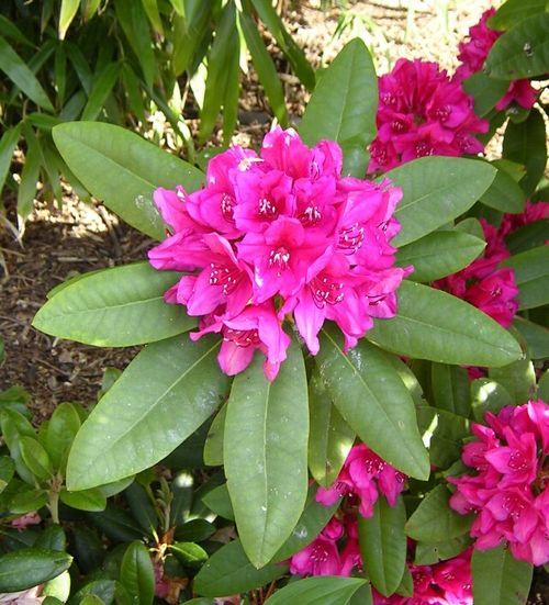 Nataschatreiber Rhododendron hybride dr h c dresselhuys bluete.jpg