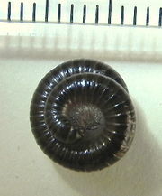 Trachypodoiulus niger.jpg