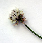 Catrinannarein 8b Blüte Weißklee Trifolium repens S.126 GH.jpg