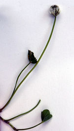 Catrinannarein 8a Weißklee Trifolium repens S. 126 GH.jpg