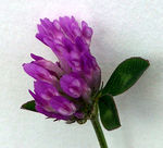 Catrinannarein 7b Blüte Wiesenkl Rotklee Trifolium pratense S. 299 GH.jpg