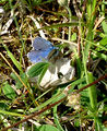 100 blauer Schmetterling.jpg