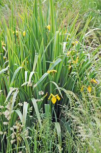 MayerHannes Sumpf Schwertlilie Iris pseudacorus.jpg