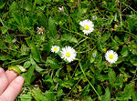 Catrinannarein 17a Gränseblümchen Bellis perennis Korbblütlergew.jpg