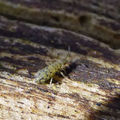 1 Entomobrya Nivalis.jpg